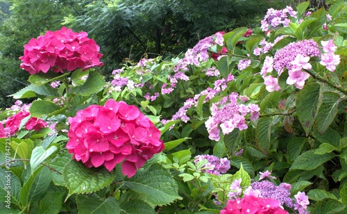 梅雨のイメージ写真 紫陽花	