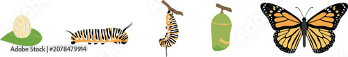 Fotografi Monarch butterfly life cycle vector illustration with egg caterpillar chrysalis