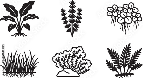 Canvas Print Six different types of medicinal and aromatic plants illustration set Vector