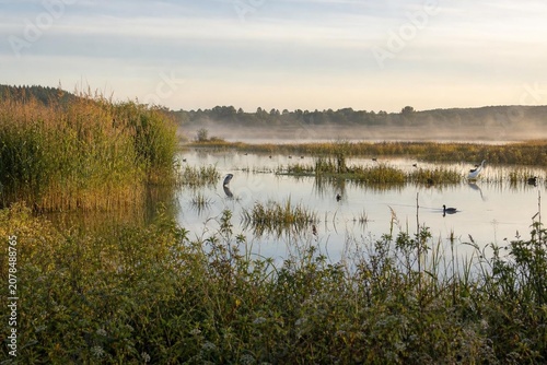 Waterbirds inhabit a serene reed marsh ecosystem under soft morning light.