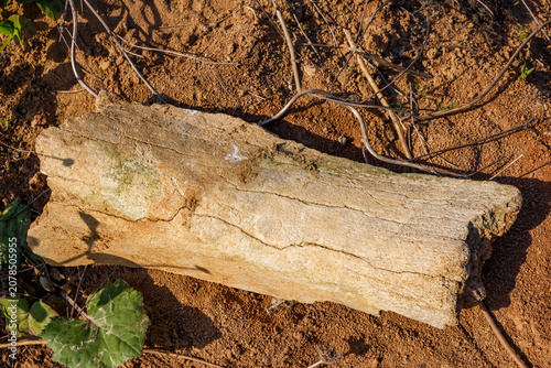 Billede på lærred Ancient fossilized mammal bone fragment lying on a sandy soil surface, unearthed