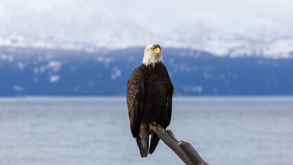 Mature Bald Eagle with muddy crest Perched on Driftwood Looking Straight Ahead, Kachemak Bay, Alaska