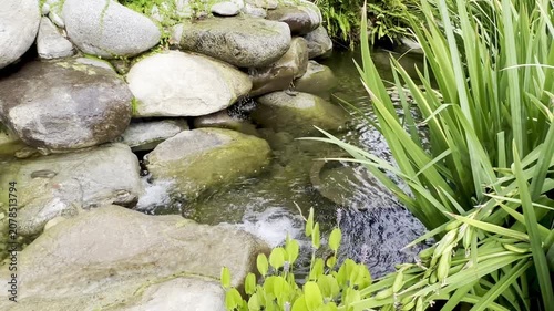 Clear running water flows down smooth grey river rocks into a small backyard garden pond surrounded by lush tall green reeds and grass foliage on a bright summer daytime afternoon