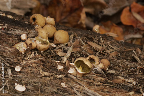 Fotografie Brown puffball mushrooms on some decaying wood in autumn