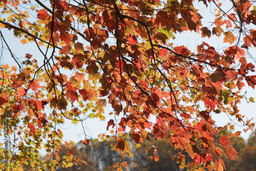 Принти на полотні Red leaves on branches, looking at the underside of the tree branches