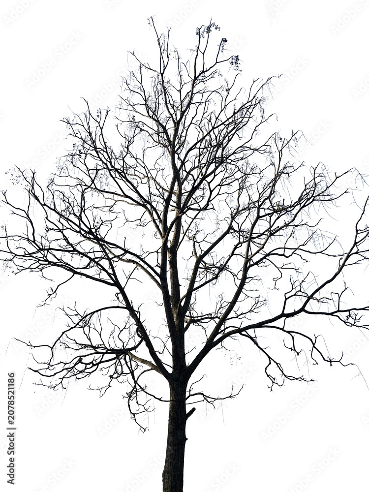 Fototapeta premium Leafless bare tree branches silhouette, isolated on a solid white background, vintage style.