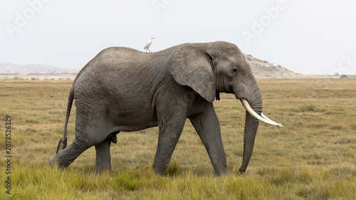 Принти на полотні An African bush elephant bull walks across the grasslands of Amboseli National Park, Kenya