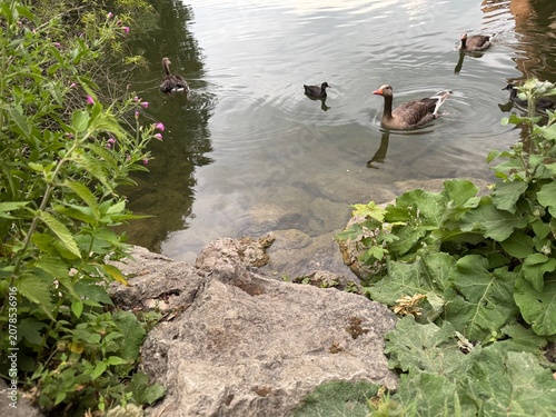 Tiere im Wasser