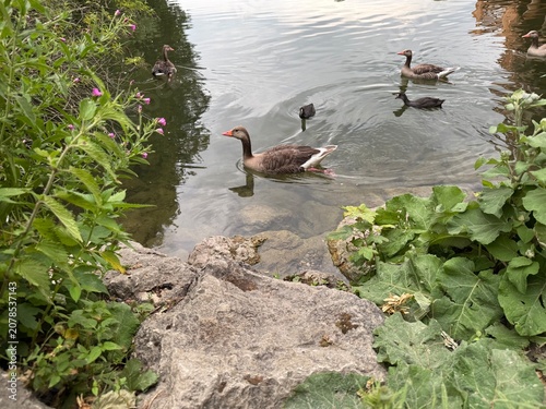 Vögel im Wasser