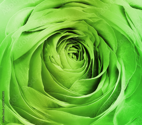 Roes flowers and petals. Spring floral background.  Nature.