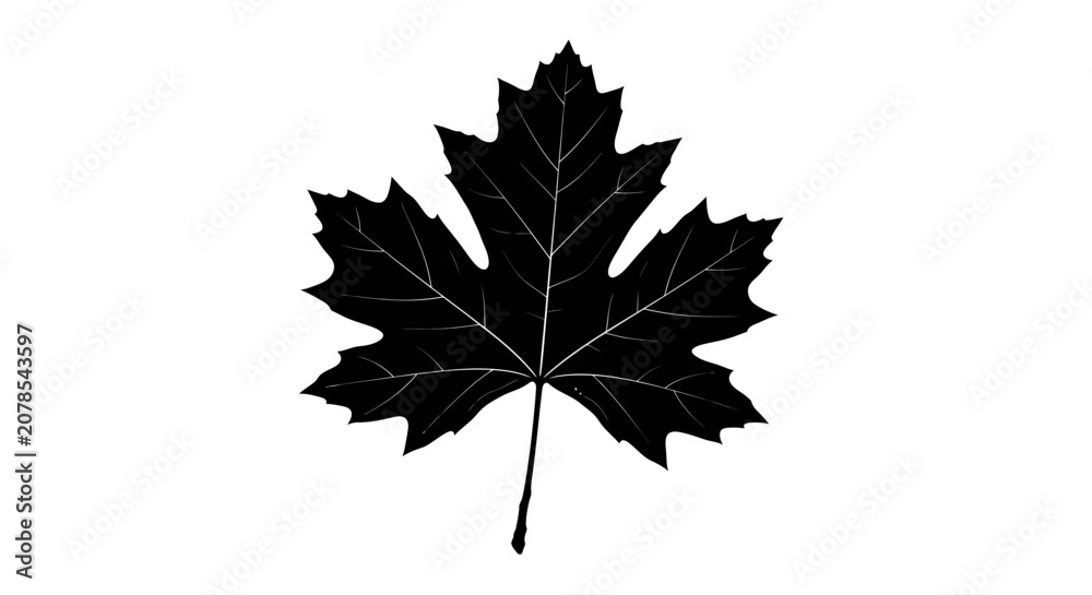 Fototapeta premium Black maple leaf silhouette on white background