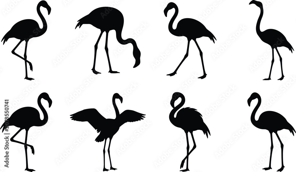 Obraz premium Flamingo Silhouette Collection with Standing Walking Feeding and Wing Display Bird Poses