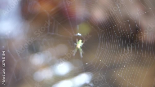 A small light green spider in the center of its intricate silk web against a blurred natural bokeh background.	