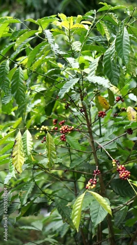 Close-up view of raw and ripe coffee cherries on a tree with green leaves