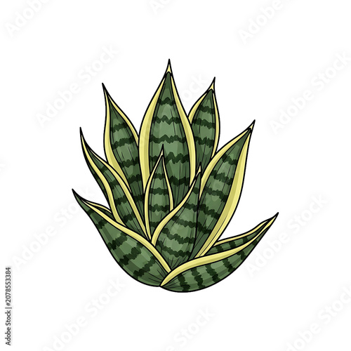 Pixel Art Illustration Of A Sansevieria Plant With Green Striped Leaves Isolated On White Background