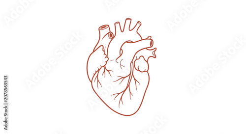 Foto Detailed Anatomical Drawing of Human Heart.