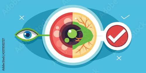 Tableau sur toile Anatomical Eye Illustration With Internal Structures And Check Mark
