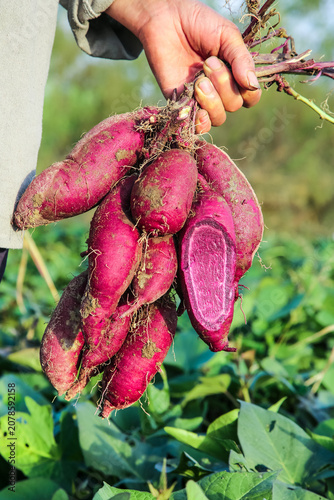 Freshly Harvested Purple Sweet Potatoes in Hand at Farm