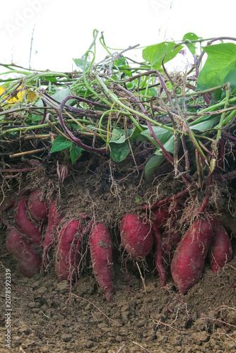 Fresh Harvested Purple Sweet Potatoes with Vines in Field