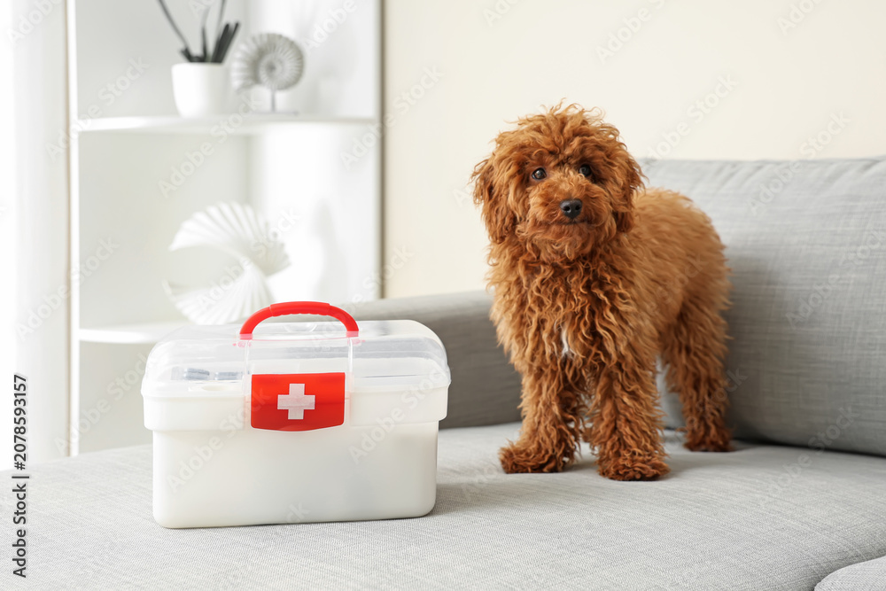 Obraz premium Curly brown dog standing next to pet first aid kit on sofa
