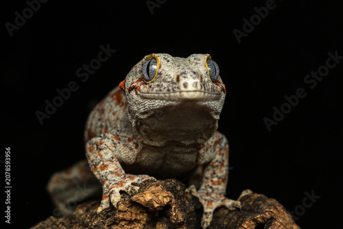 Lizard on the stone with a black background