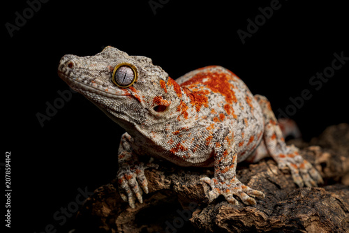 Lizard on the stone with a black background