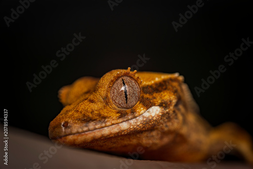 Lizard on the stone with a black background