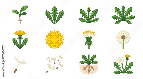 Dandelion Plant Life Cycle Stages and Parts Illustrated.