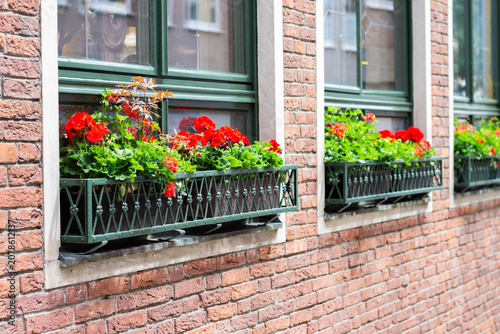 Canvas Print Flower boxes filled with vibrant red and green plants adorn the windows of a bri