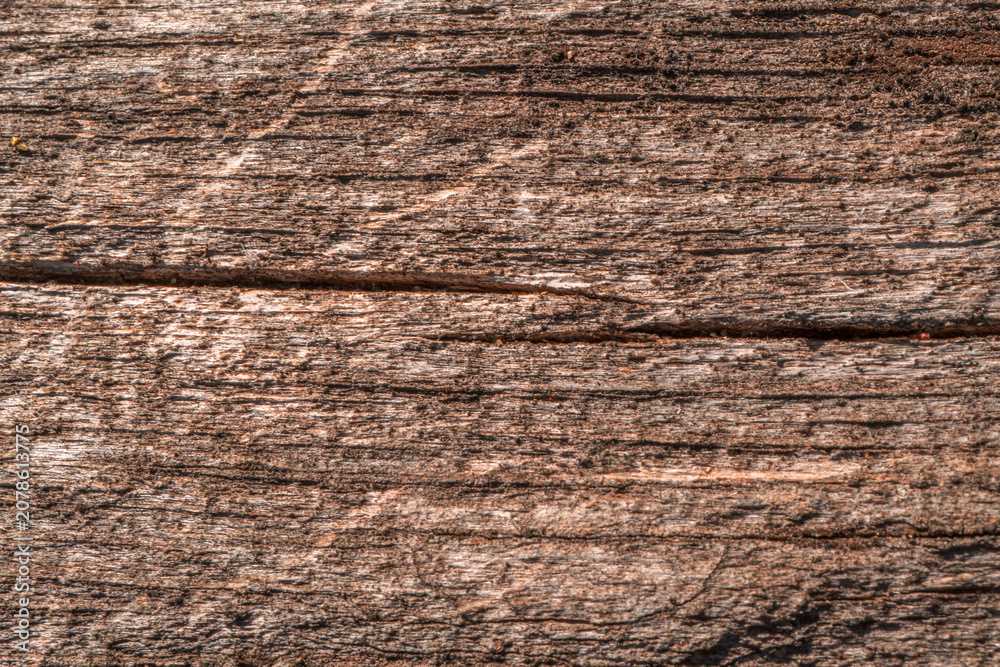 Fototapeta premium Natural Wood Texture Background – Tree Rings, Knots and Bark in Brown, Beige and Gray Tones