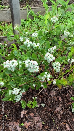 garden blueberries with green berries