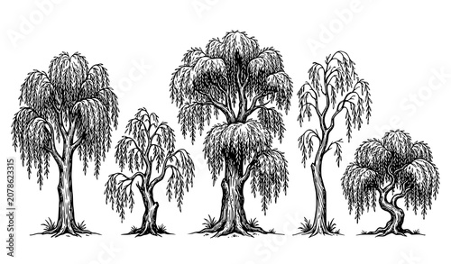 Canvas-taulu Willow tree botanical vector artwork with cascading foliage and decorative line