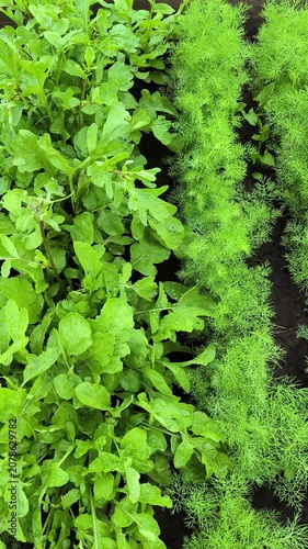 green moss background