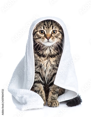 A tabby cat sits wrapped in a white towel on a plain background