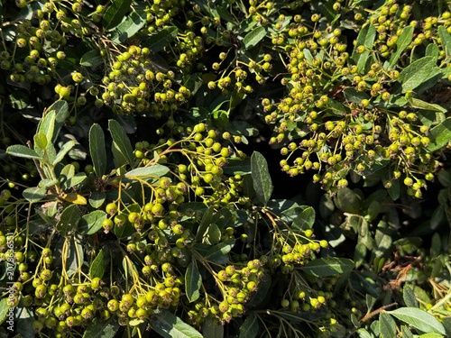 Full frame texture of decorative cotoneaster bush leaves and small green berries in summer