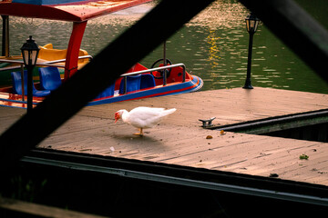travel, tourism,Duck, white duck, Muscovy duck,