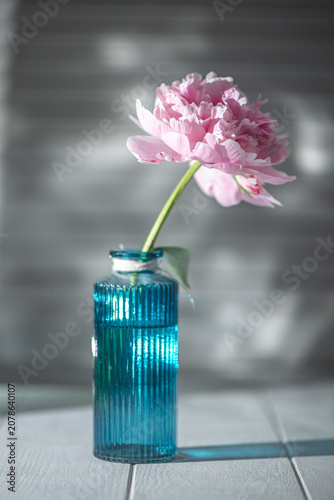 Pink peony flower blooming in a blue ribbed glass vase, creating a serene still life arrangement reflecting softness and natural beauty for interior decor