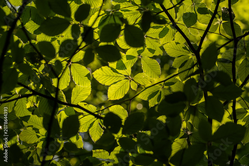 Принти на полотні Close-up of lush European beech (Fagus sylvatica) foliage illuminated by warm sunlight