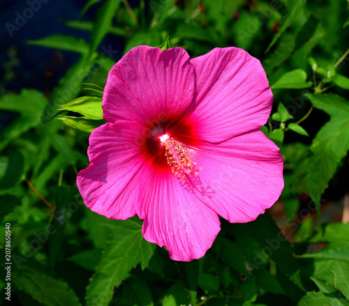 Obraz na płótnie 芙蓉の花 