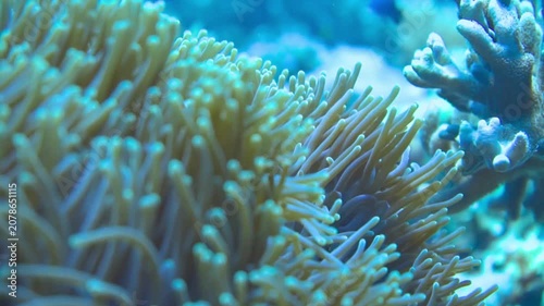 Swimming Clownfish Underwater Sea Anemone