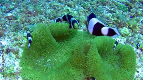 School of clownfish swimming around green coral reef underwater