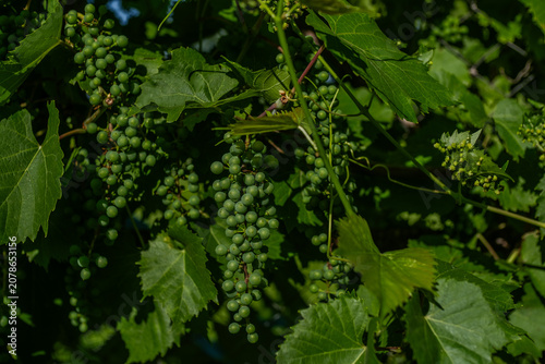 Foto The Early Summer Growth Stage of the Grapevine Vitis Vinifera