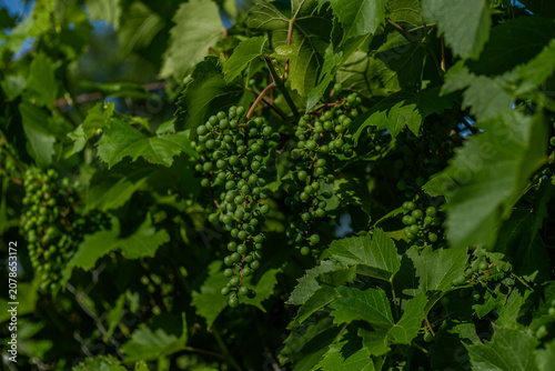 Obraz na płótnie The Early Summer Growth Stage of the Grapevine Vitis Vinifera