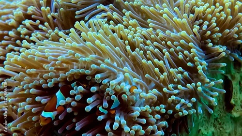 Swimming Clownfish Under the Sea Near Colorful Sea Anemones