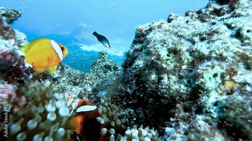 Swimming Orange Fish Underwater, Exploring Coral Reef