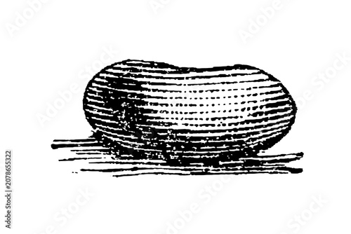 Canvastavla Rounded silkworm cocoon with parallel line texture, entomological engraving, old vintage illustration, 1897