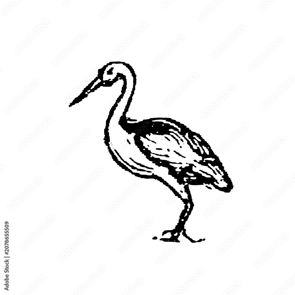 Fototapeta premium Stork standing on one leg in elegant pose, old vintage illustration, 1897.