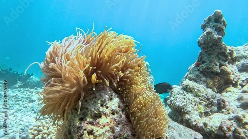 Swimming Coral Reef Sea Anemone Underwater Ocean Life Close Up View