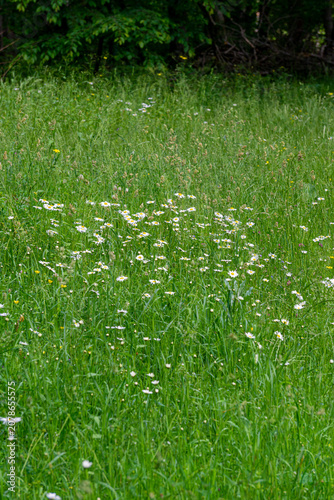 A field of bright green grass and small white flowers. Bushes and trees are in the background.
