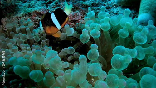 Clownfish Swimming Among Coral Reef in Vibrant Underwater Scene Close Up